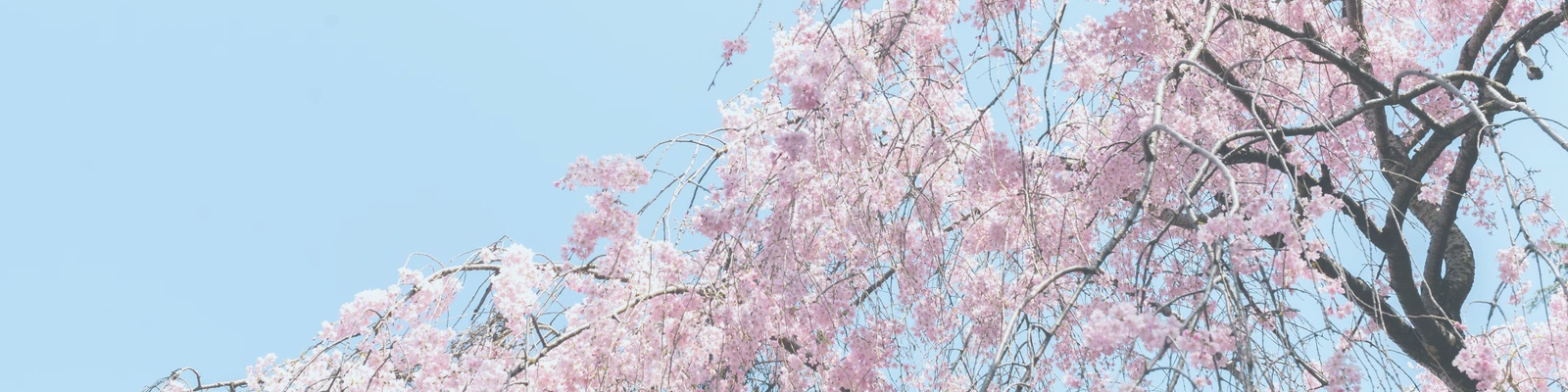 Cherry tree